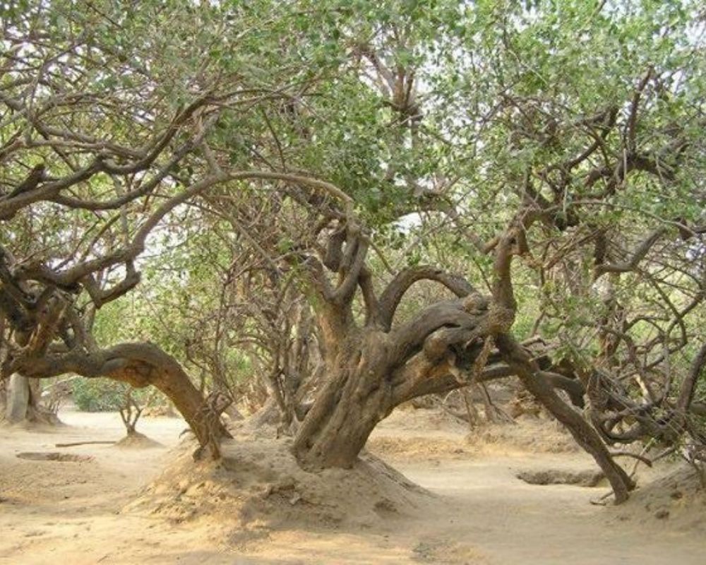 Nidhivan Tree